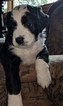 Small Photo #1 Bernese Mountain Dog-Miniature Bernedoodle Mix Puppy For Sale in LOVELAND, CO, USA