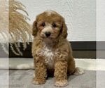 Small #1 Bichpoo