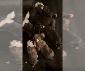 Boxer Puppy for sale in JACKSON, TN, USA