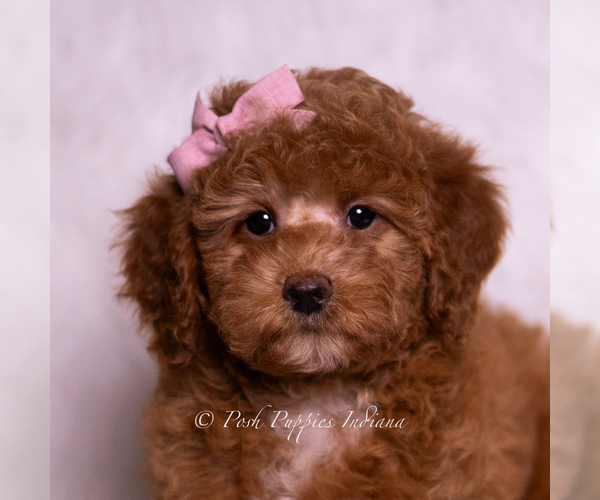 Medium Photo #6 Goldendoodle (Miniature) Puppy For Sale in WARSAW, IN, USA