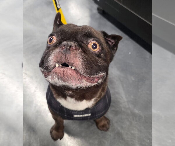 Medium Photo #1 French Bulldog Puppy For Sale in St. Louis Park, MN, USA