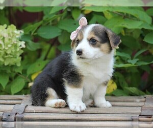 Pembroke Welsh Corgi Puppy for sale in LIBERTY, KY, USA