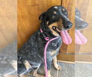 Murphy - Male Mutt Dog for Adoption - Photo #4