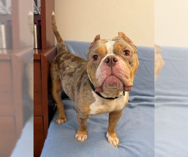 Medium Photo #1 Bulldog-Unknown Mix Puppy For Sale in Fort Wayne, IN, USA