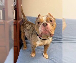 Bulldog-Unknown Mix Dogs for adoption in Fort Wayne, IN, USA