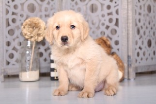Golden Retriever Puppy for sale in MOUNT VERNON, OH, USA