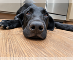 Small #2 Labrador Retriever