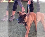 Small Photo #2 Belgian Malinois Puppy For Sale in LOS ANGELES, CA, USA