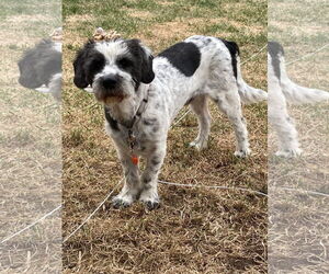 Mutt Dogs for adoption in New London, WI, USA
