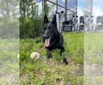 Small Photo #1 German Shepherd Dog Puppy For Sale in CLERMONT, FL, USA