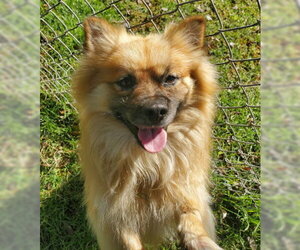 Teddy - Female Pomeranian-Unknown Mix Dog for Adoption - Photo #3