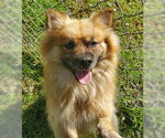 Small Photo #3 Pomeranian-Unknown Mix Puppy For Sale in Ventura, CA, USA