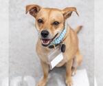 Small Photo #25 Miniature Pinscher-Unknown Mix Puppy For Sale in San Diego, CA, USA