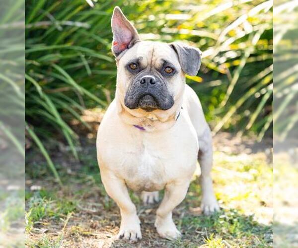 Medium Photo #1 Bulldog-Unknown Mix Puppy For Sale in Camarillo, CA, USA