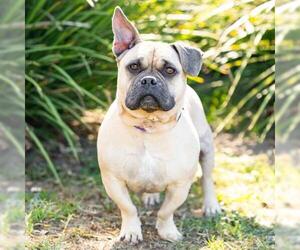 Bulldog-Unknown Mix Dogs for adoption in Camarillo, CA, USA