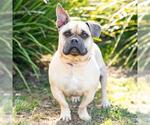 Small Bulldog Mix