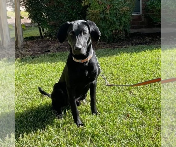 Medium Photo #1 Labrador Retriever Puppy For Sale in PETERSBURG, TN, USA