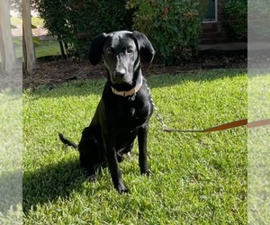 Father of the Labrador Retriever puppies born on 04/10/2025