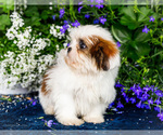 Small #2 Shih Tzu
