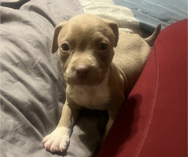 Medium Photo #36 American Bully Puppy For Sale in BUFFALO, NY, USA