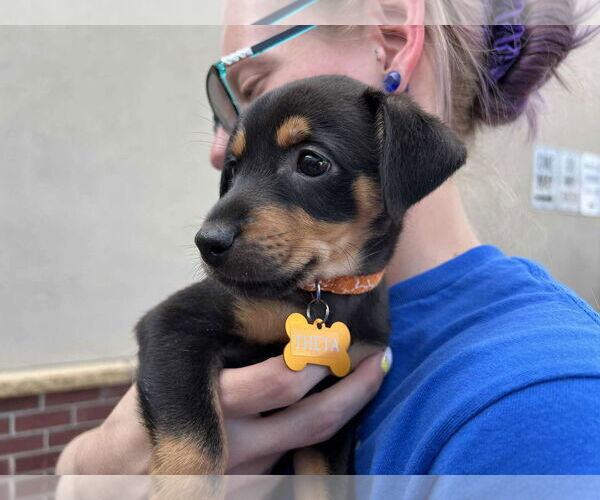 Medium Photo #1 Beagle-Chihuahua Mix Puppy For Sale in Minneapolis, MN, USA