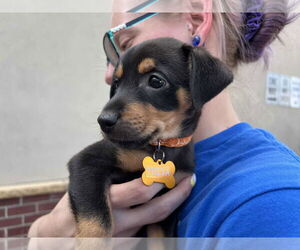 Beagle-Chihuahua Mix Dogs for adoption in Minneapolis, MN, USA