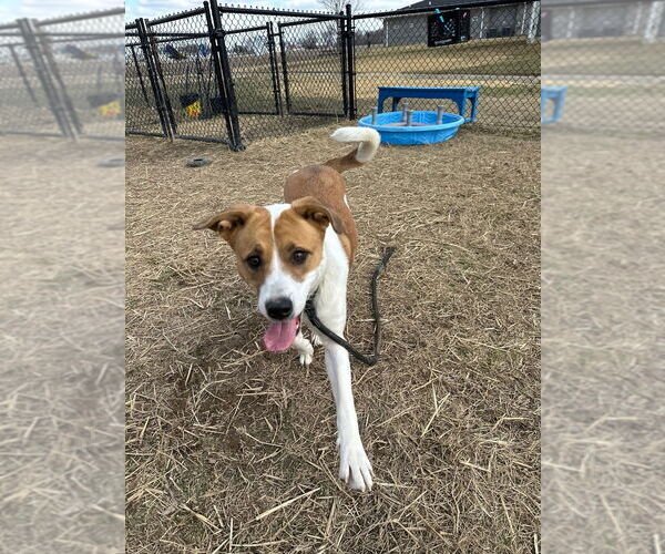 Medium Photo #8 American Pit Bull Terrier-Unknown Mix Puppy For Sale in Evansville, IN, USA