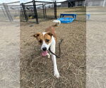 Small #7 American Pit Bull Terrier Mix