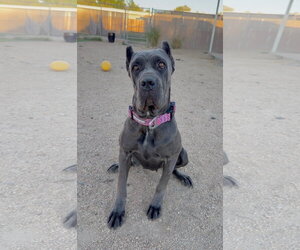 Mutt Dogs for adoption in Goodyear, AZ, USA
