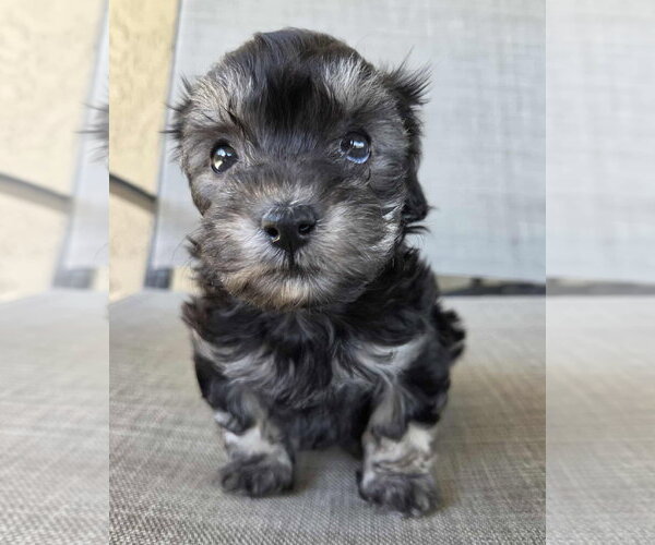 Medium Photo #2 Maltipoo (Miniature) Puppy For Sale in Corona, CA, USA