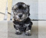 Small #1 Maltipoo (Miniature)