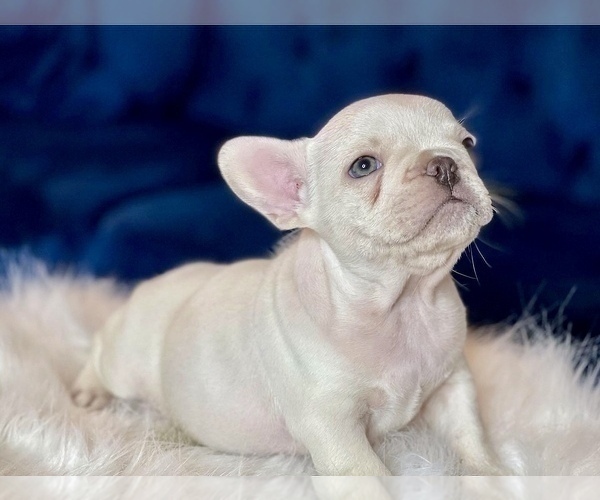 Medium Photo #11 French Bulldog Puppy For Sale in BATON ROUGE, LA, USA