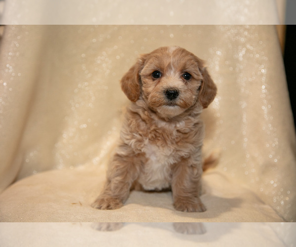Medium Photo #9 Bichpoo Puppy For Sale in LEOLA, PA, USA