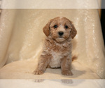 Small Photo #9 Bichpoo Puppy For Sale in LEOLA, PA, USA