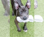 Small #3 Mutt