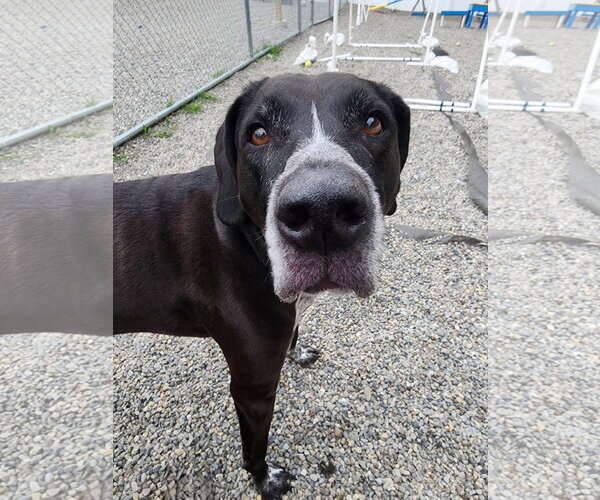 Medium Photo #1 Bluetick Coonhound-Unknown Mix Puppy For Sale in Rockaway, NJ, USA