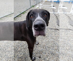 Bluetick Coonhound-Unknown Mix Dogs for adoption in Rockaway, NJ, USA