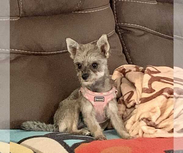 Medium Photo #2 Mutt Puppy For Sale in pomfret, CT, USA