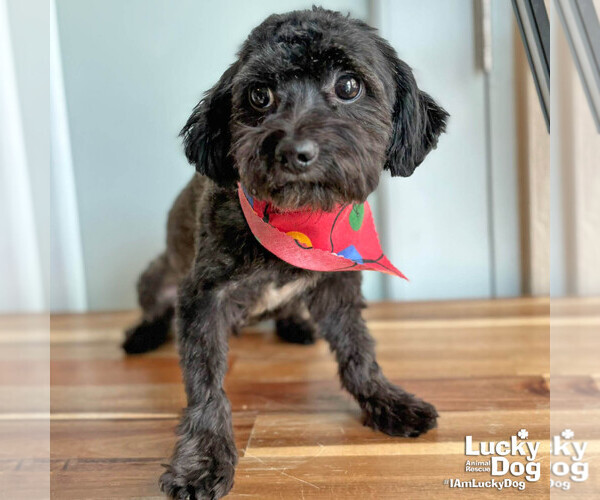 Medium Photo #2 Shih Tzu-Unknown Mix Puppy For Sale in Washington, DC, USA