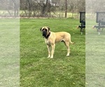 Small Photo #1 Mastiff Puppy For Sale in COEBURN, VA, USA