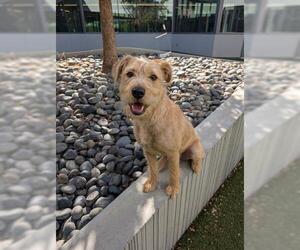 Mutt Dogs for adoption in San Martin, CA, USA