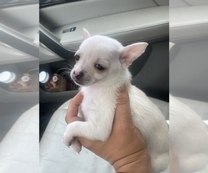 Chihuahua Puppy for sale in CASTLE HAYNE, NC, USA
