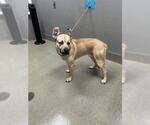 Small German Shepherd Dog Mix