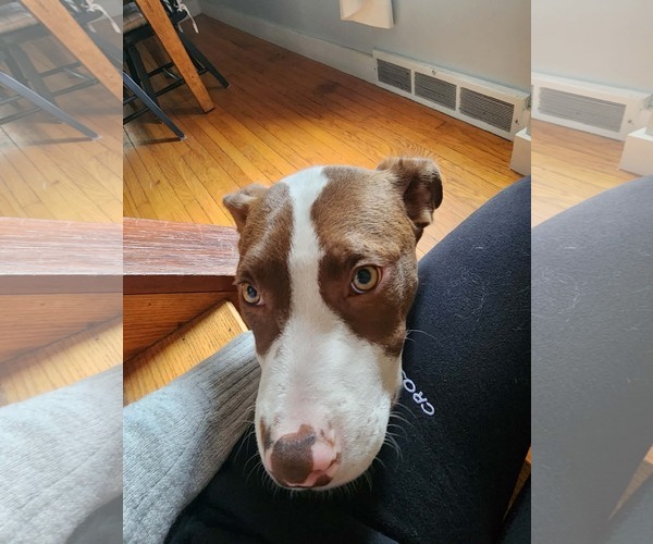 Medium Photo #3 American Bulldog-Labrador Retriever Mix Puppy For Sale in SHERBURNE, NY, USA