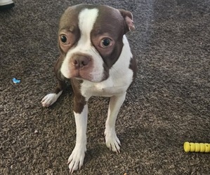 Boston Terrier Puppy for sale in KNOXVILLE, TN, USA