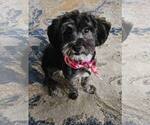 Small Photo #1 Havashu Puppy For Sale in DOUGLASVILLE, GA, USA