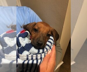 Rhodesian Ridgeback Puppy for sale in ONEIDA, TN, USA