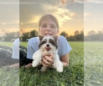 Puppy Zeus Yorkshire Terrier