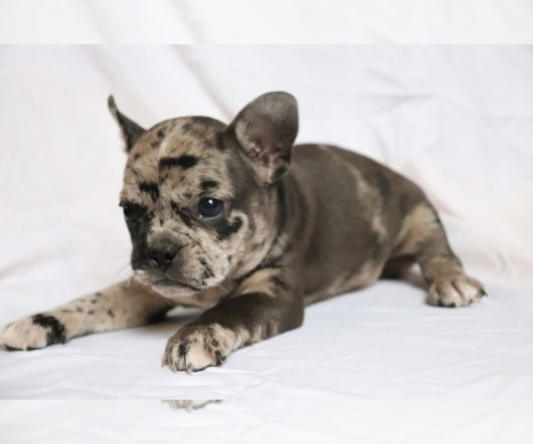 Medium Photo #3 Faux Frenchbo Bulldog Puppy For Sale in SHILOH, OH, USA