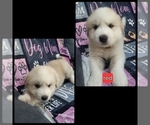 Puppy Puppy red Pyrenees Husky